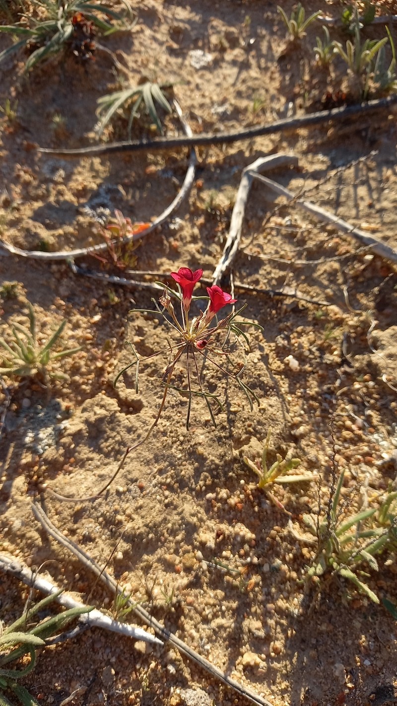 Oxalis helicoides var. helicoides