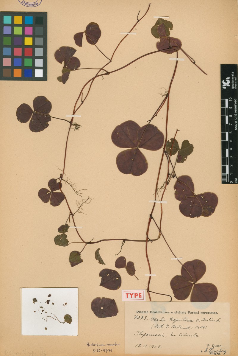 Oxalis hepatica