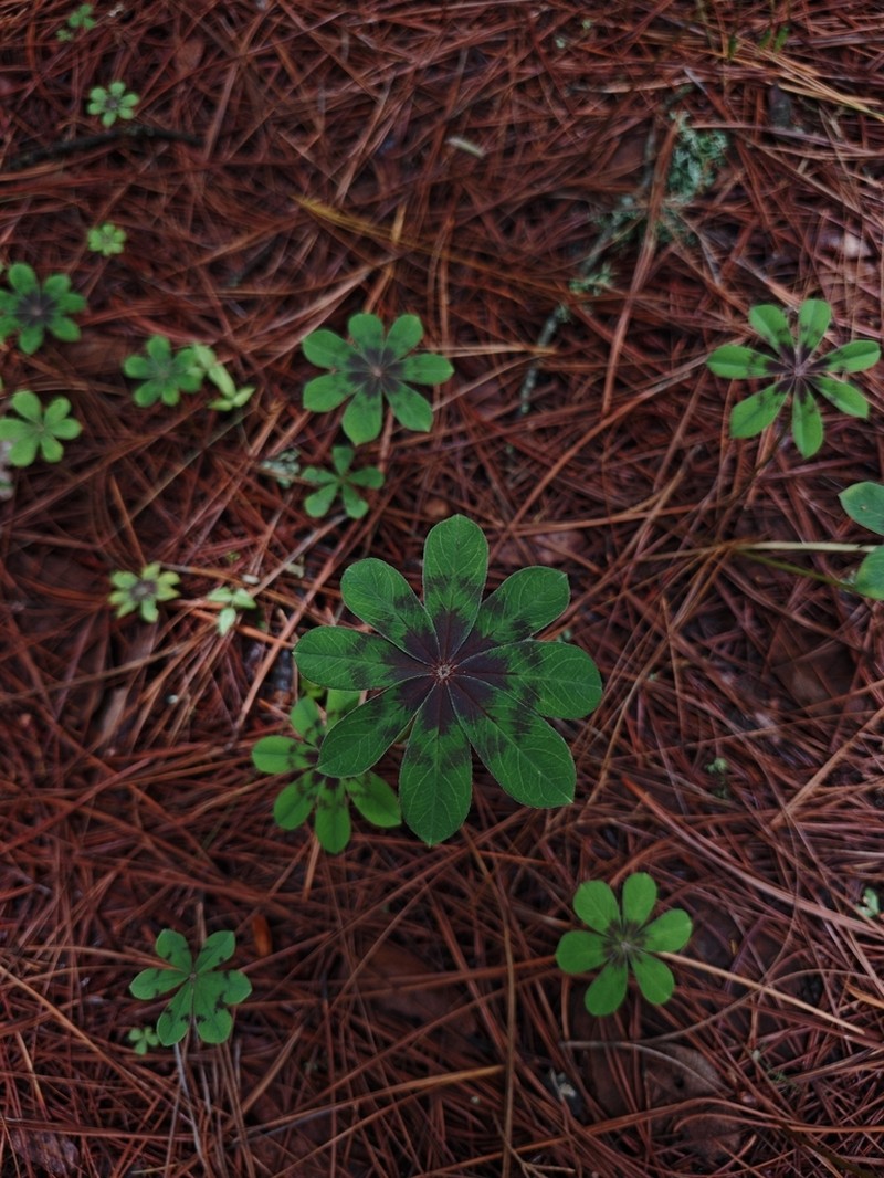 Oxalis hernandesii