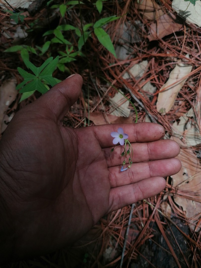 Oxalis hernandesii photo 2