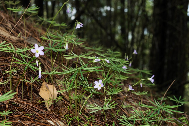 Oxalis hernandesii photo 3