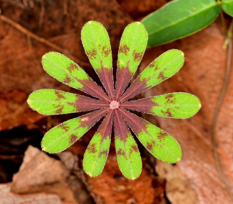 Oxalis hernandesii photo 4
