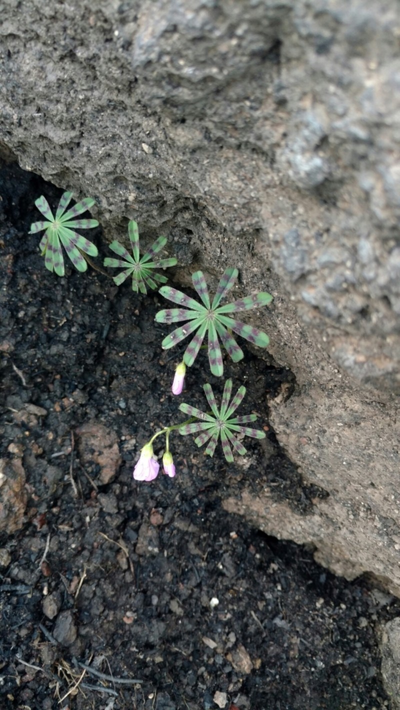 Oxalis hernandesii photo 5