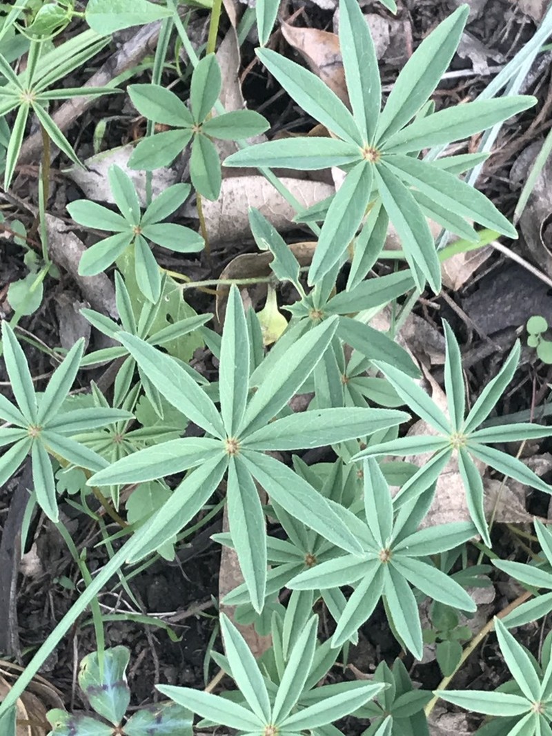 Oxalis hernandesii photo 6