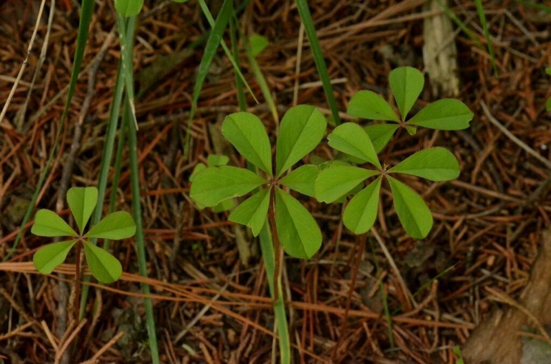 Oxalis hernandesii photo 7