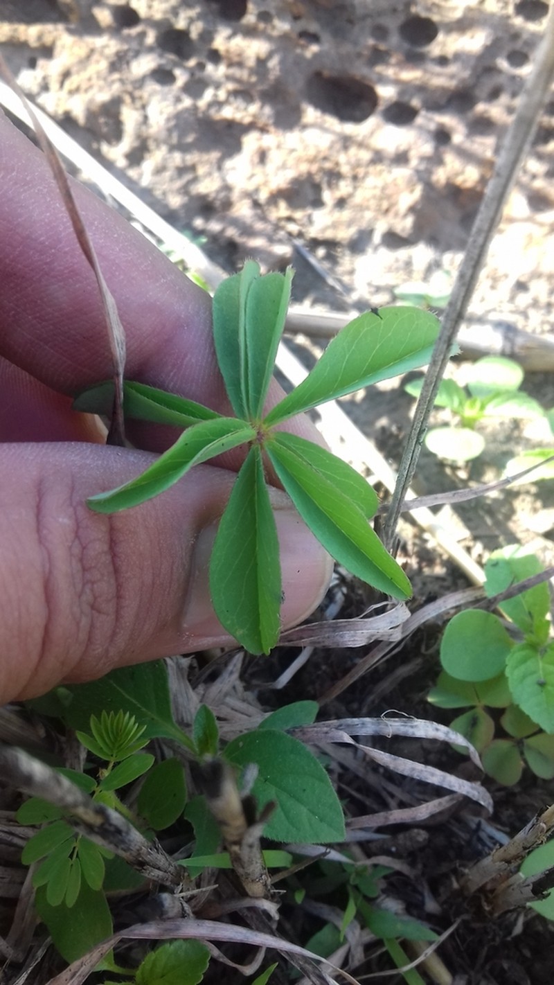 Oxalis hernandesii photo 8