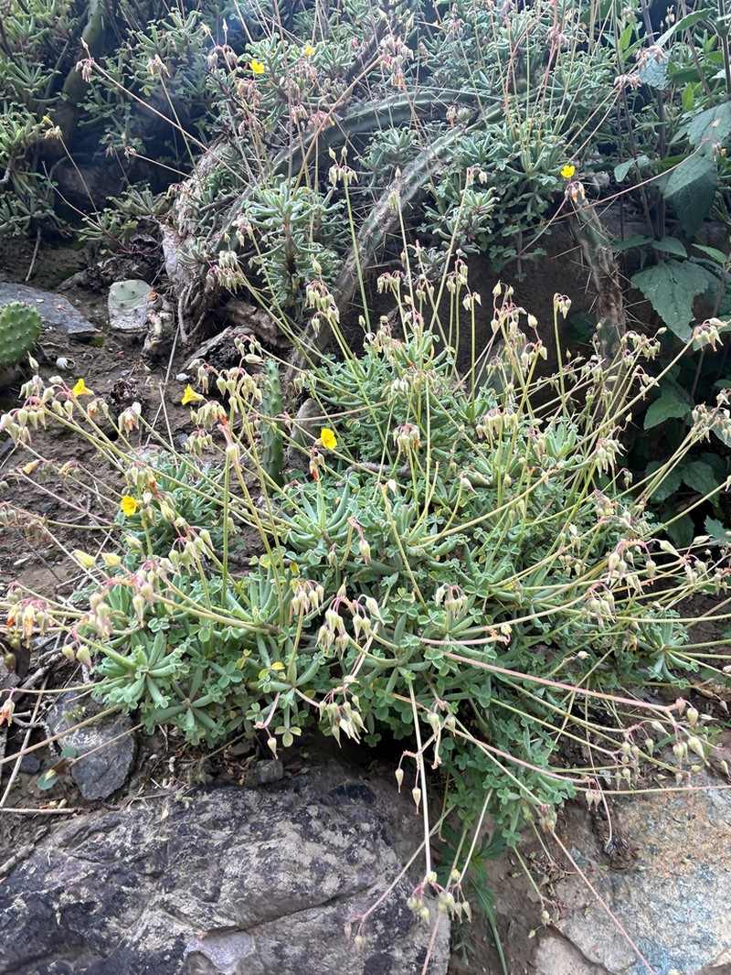 Oxalis herrerae photo 3