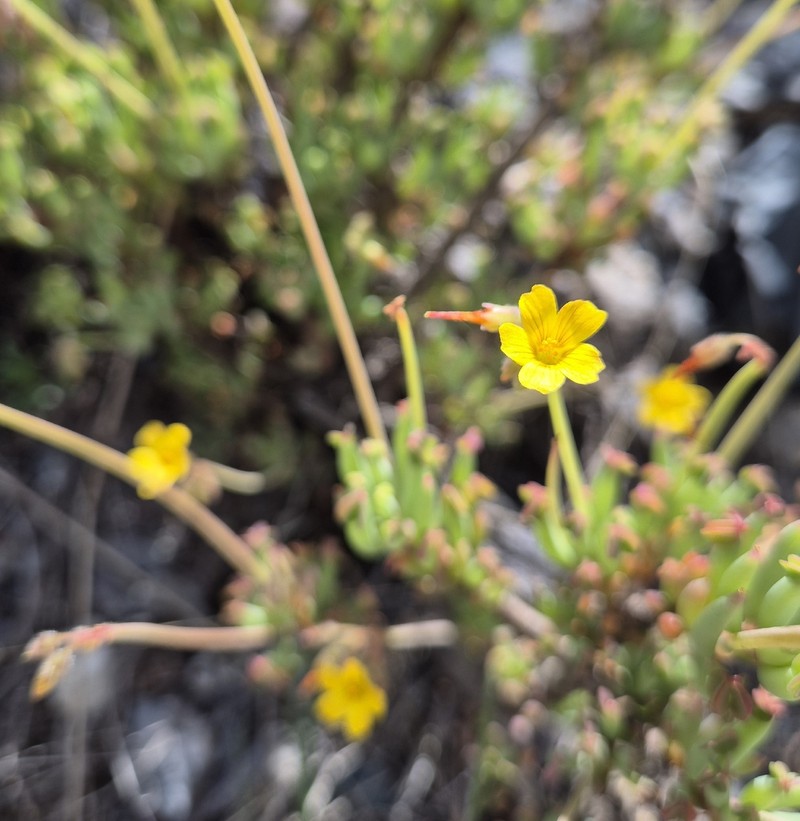Oxalis herrerae photo 4