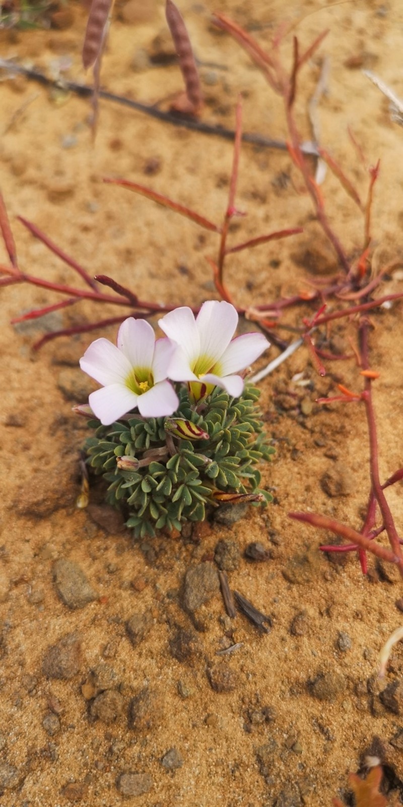 Oxalis heterophylla