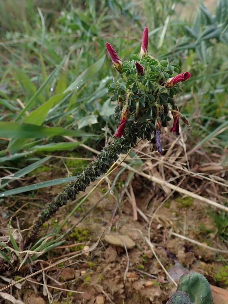 Oxalis heterophylla photo 2