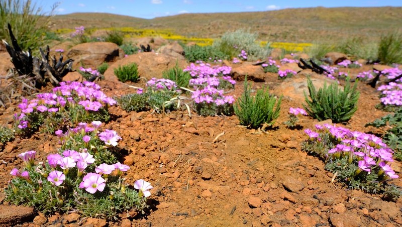 Oxalis heterophylla photo 3