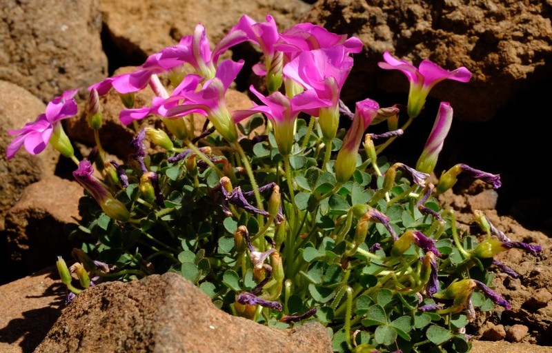 Oxalis heterophylla photo 4
