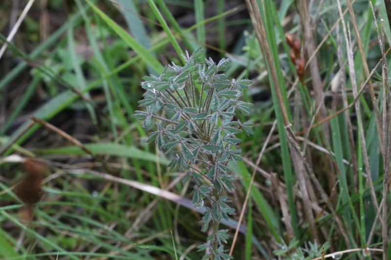 Oxalis heterophylla photo 5