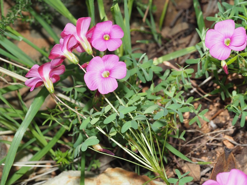 Oxalis heterophylla photo 6