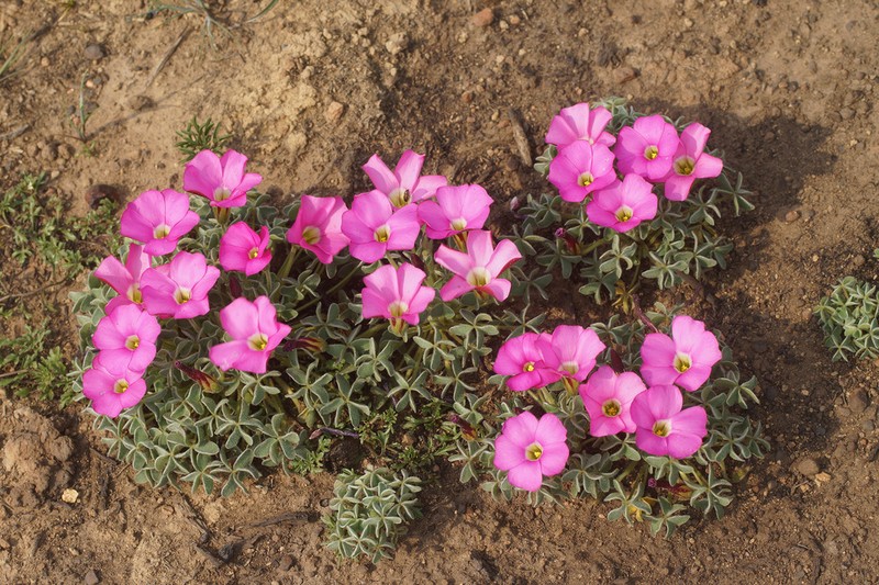 Oxalis heterophylla photo 7