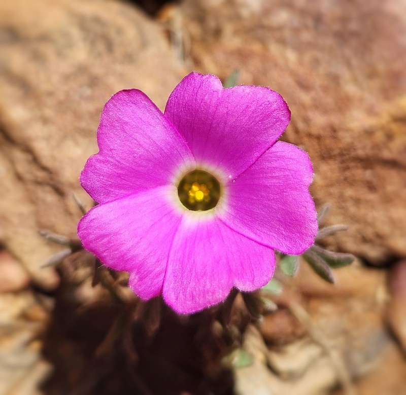 Oxalis heterophylla photo 8