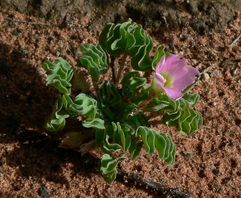 Oxalis hirsuta photo 2