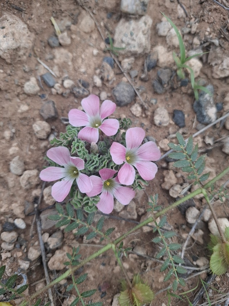 Oxalis hirsuta photo 3
