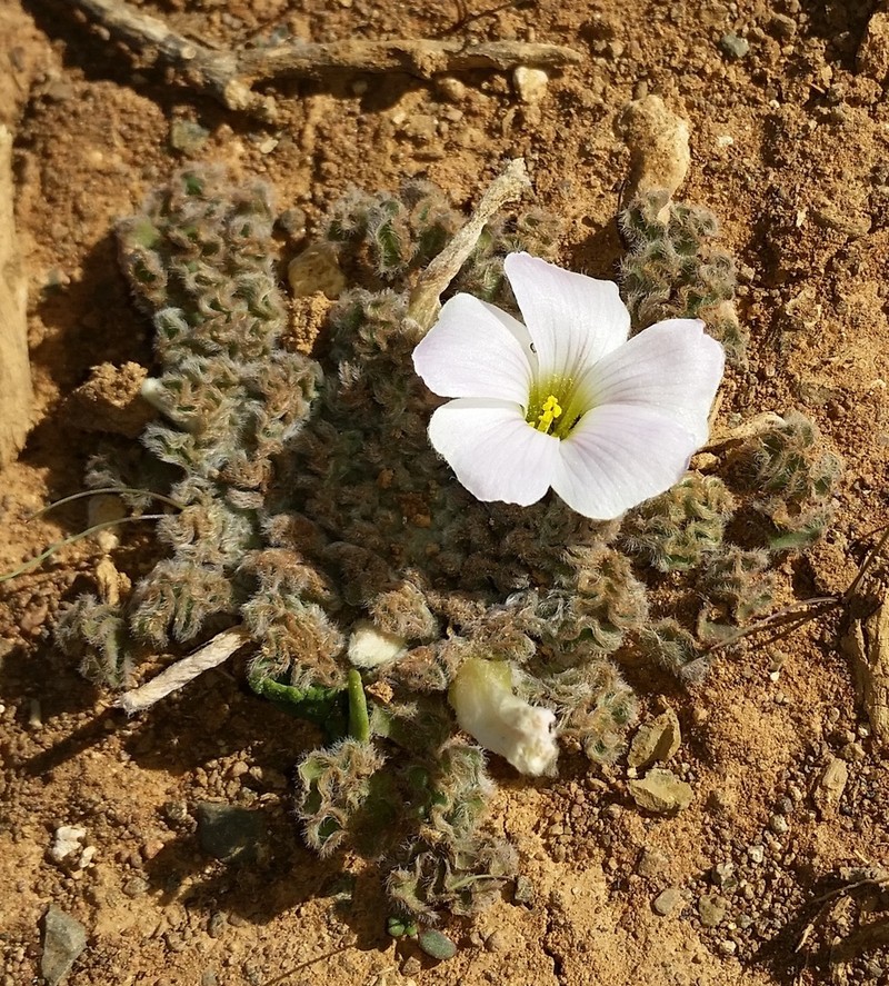 Oxalis hirsuta photo 4