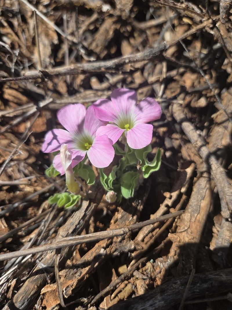 Oxalis hirsuta photo 5