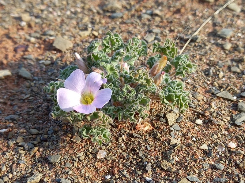 Oxalis hirsuta photo 6