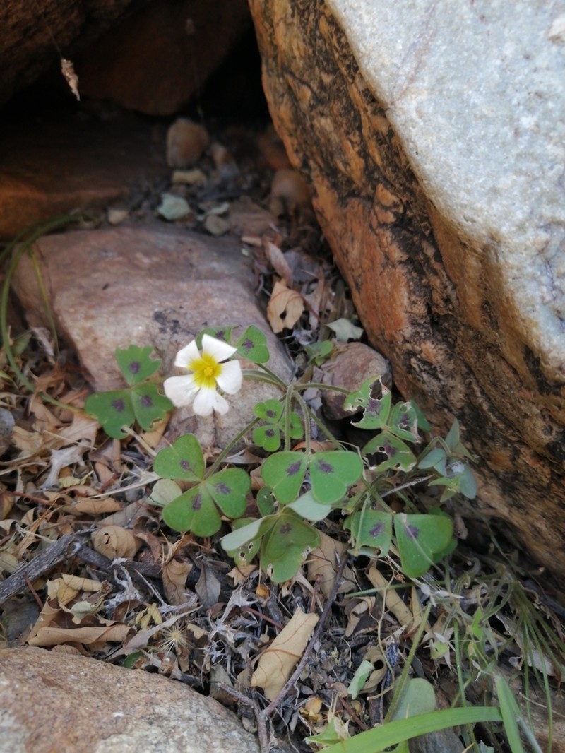 Oxalis hirsutibulba