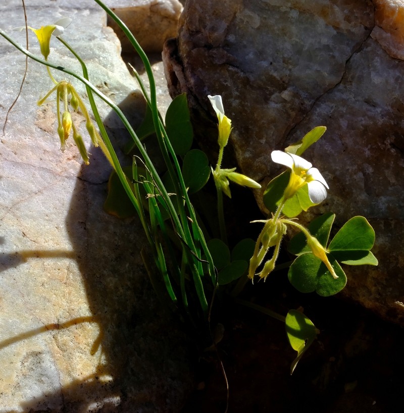 Oxalis hirsutibulba photo 2