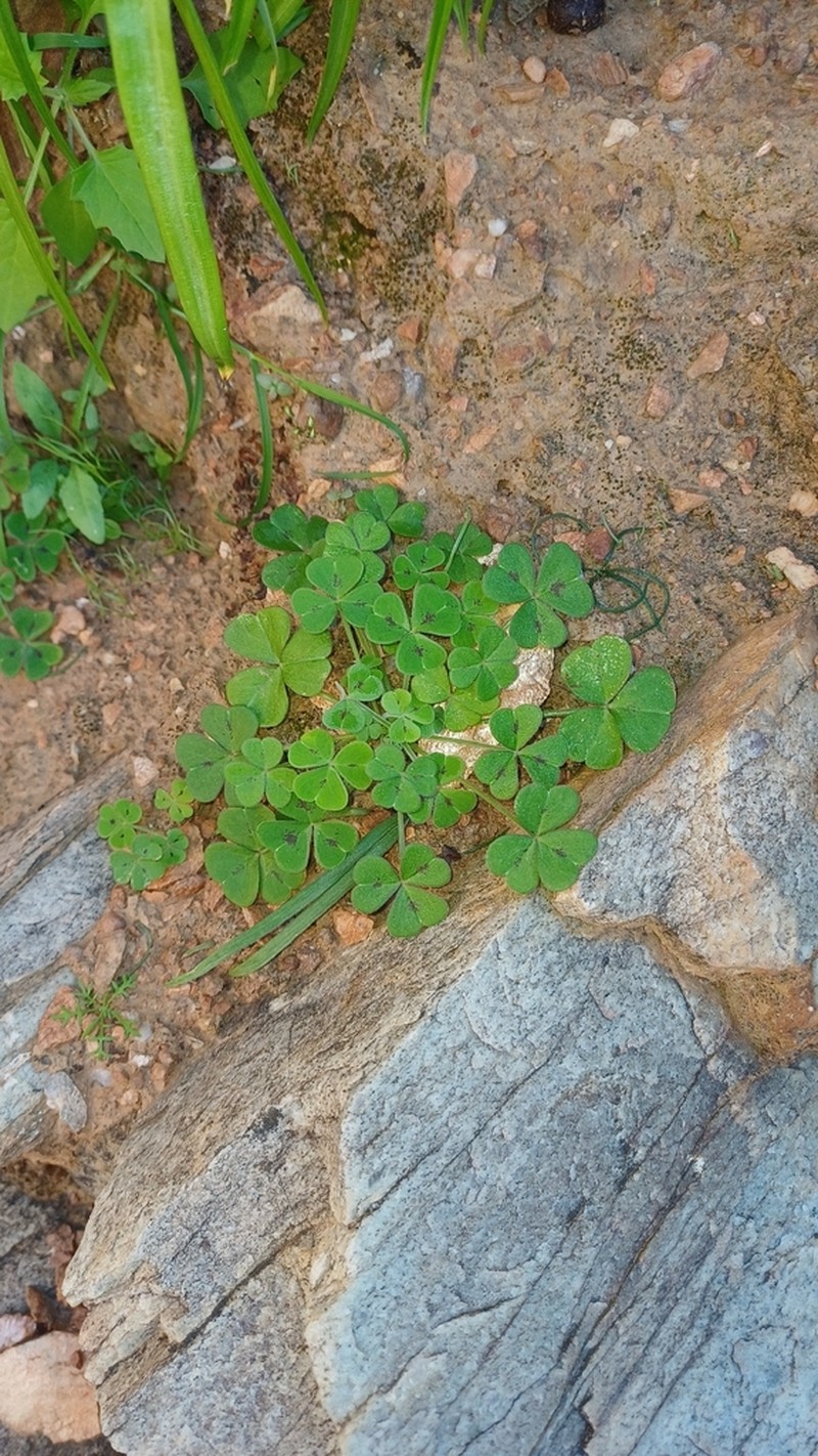 Oxalis hirsutibulba photo 4