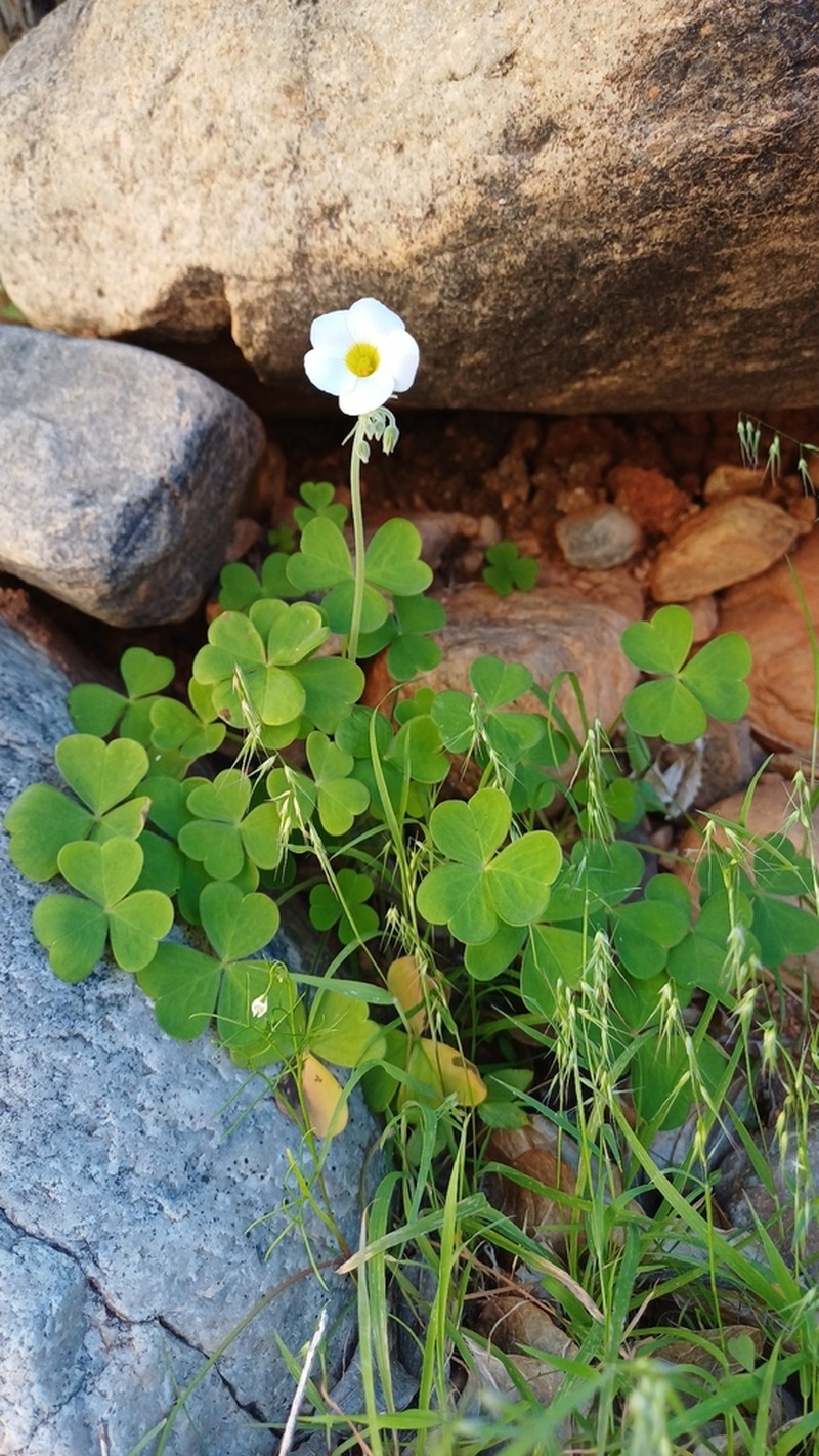 Oxalis hirsutibulba photo 5