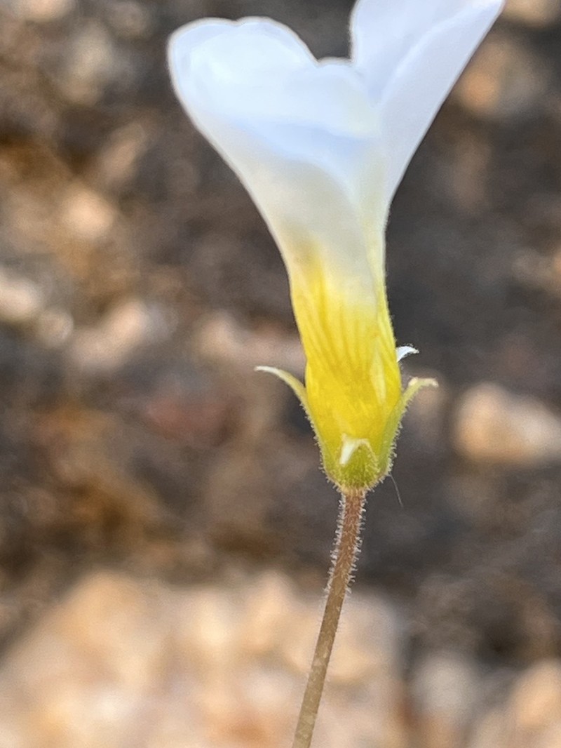 Oxalis hirsutibulba photo 6