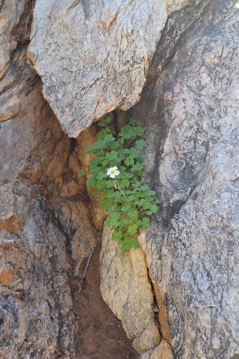 Oxalis hirsutibulba photo 7