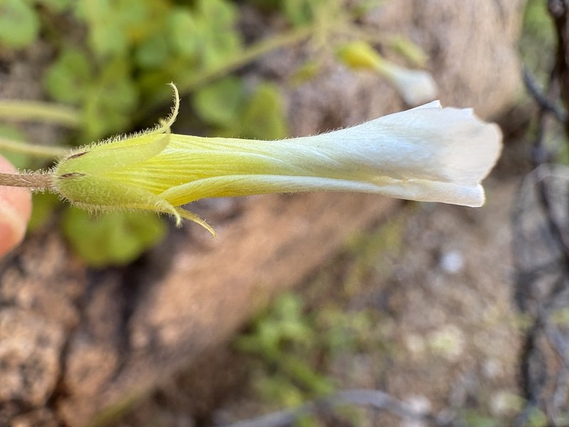 Oxalis hirsutibulba photo 8