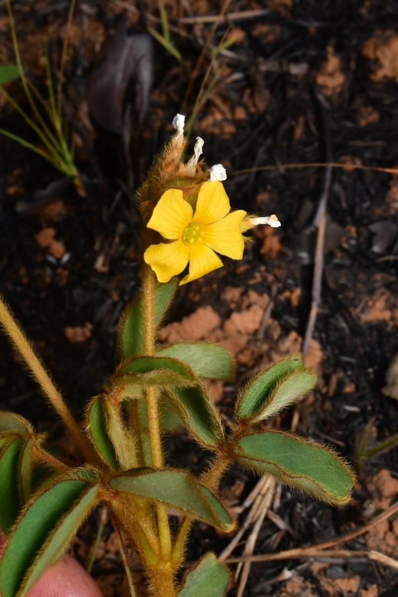 Oxalis hirsutissima