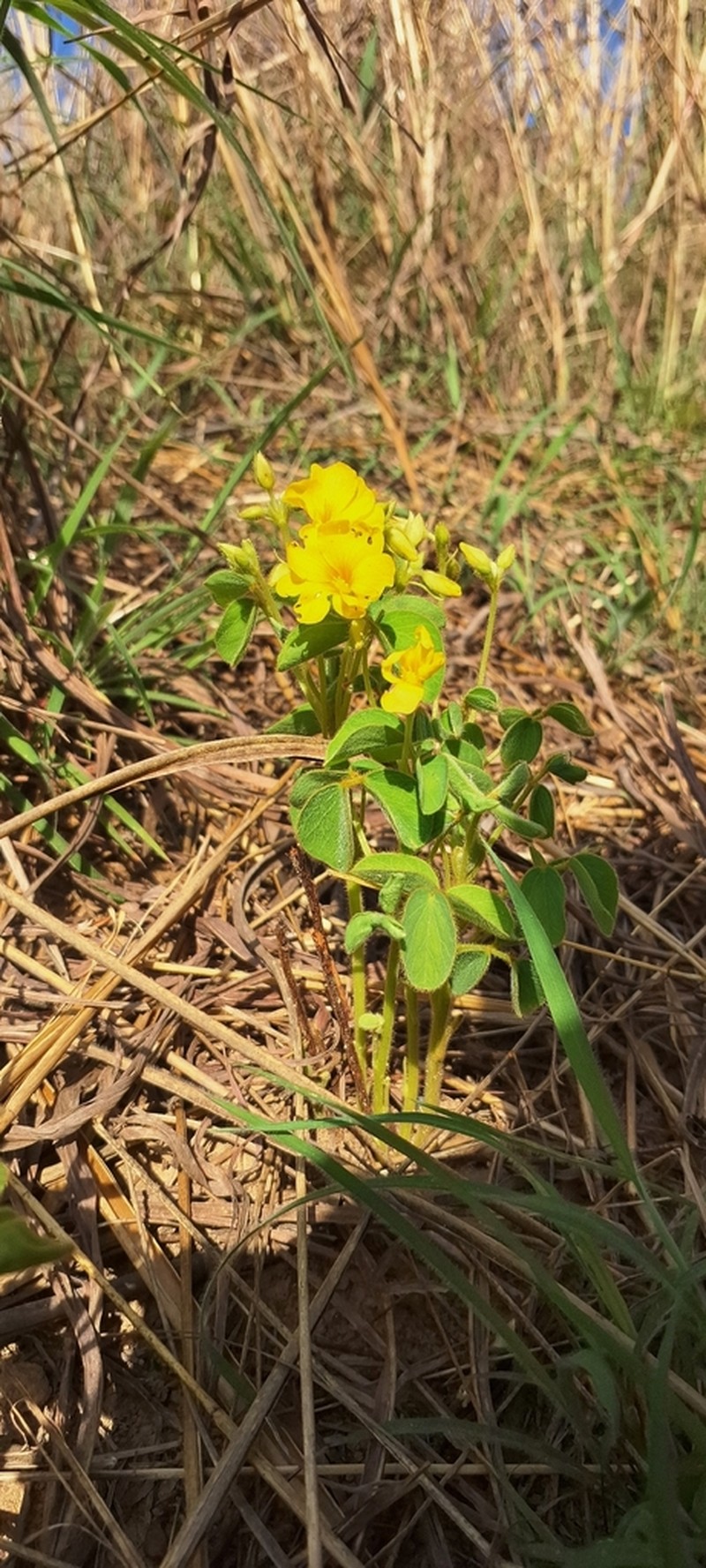 Oxalis hirsutissima photo 2