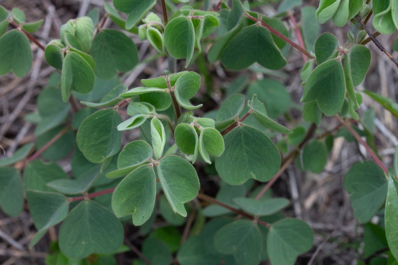 Oxalis hirsutissima photo 3