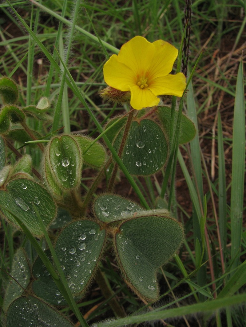 Oxalis hirsutissima photo 4