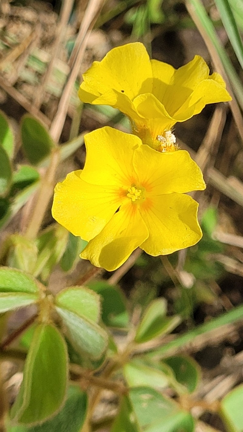 Oxalis hirsutissima photo 5