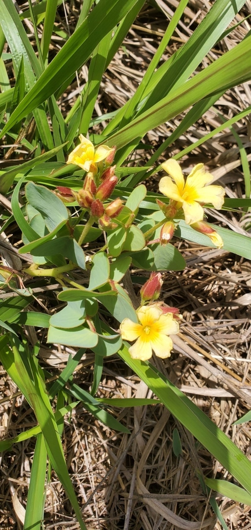 Oxalis hirsutissima photo 6