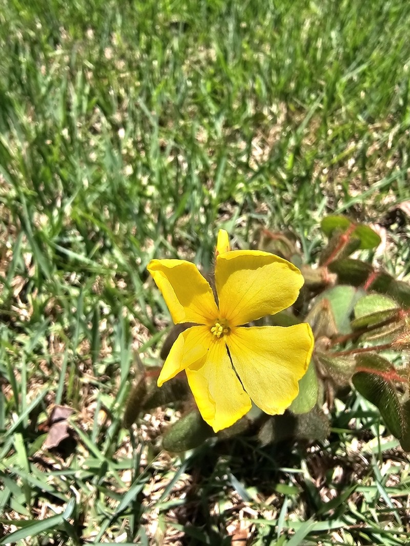 Oxalis hirsutissima photo 7
