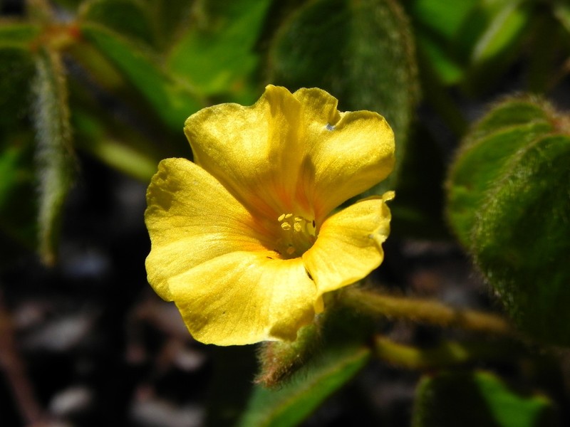 Oxalis hirsutissima photo 8
