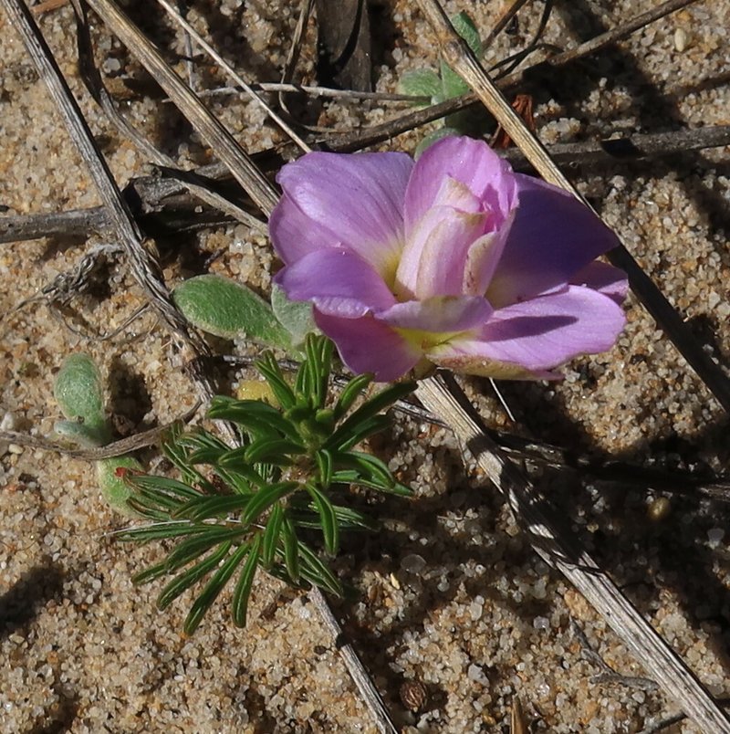 Tropical Woodsorrel