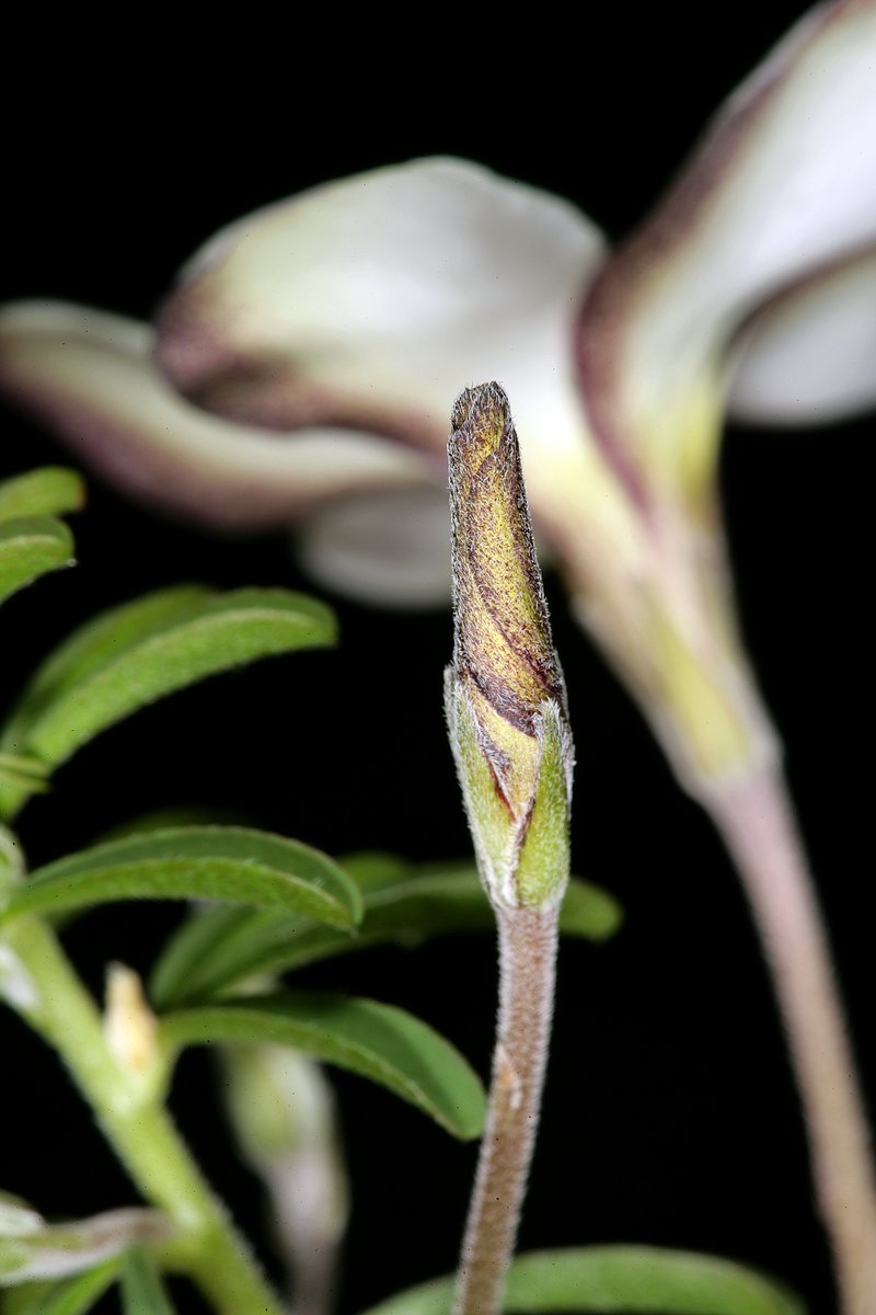 Tropical Woodsorrel photo 4