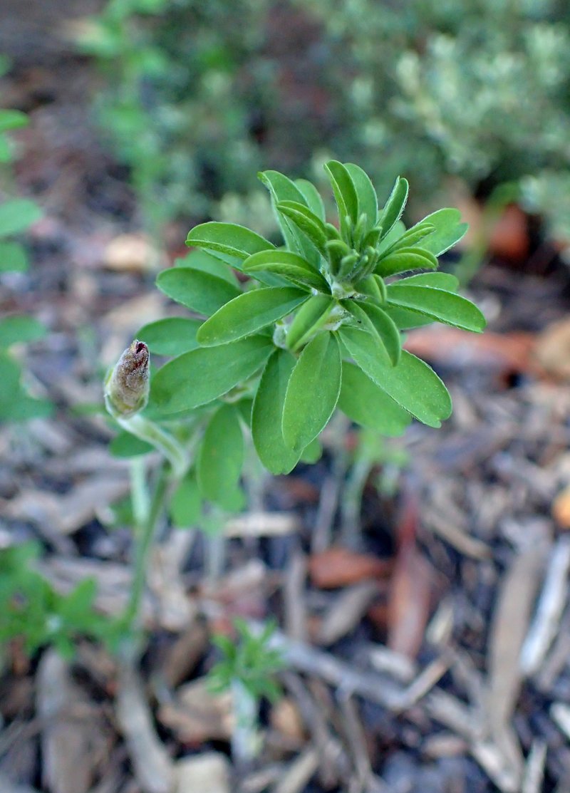Tropical Woodsorrel photo 5