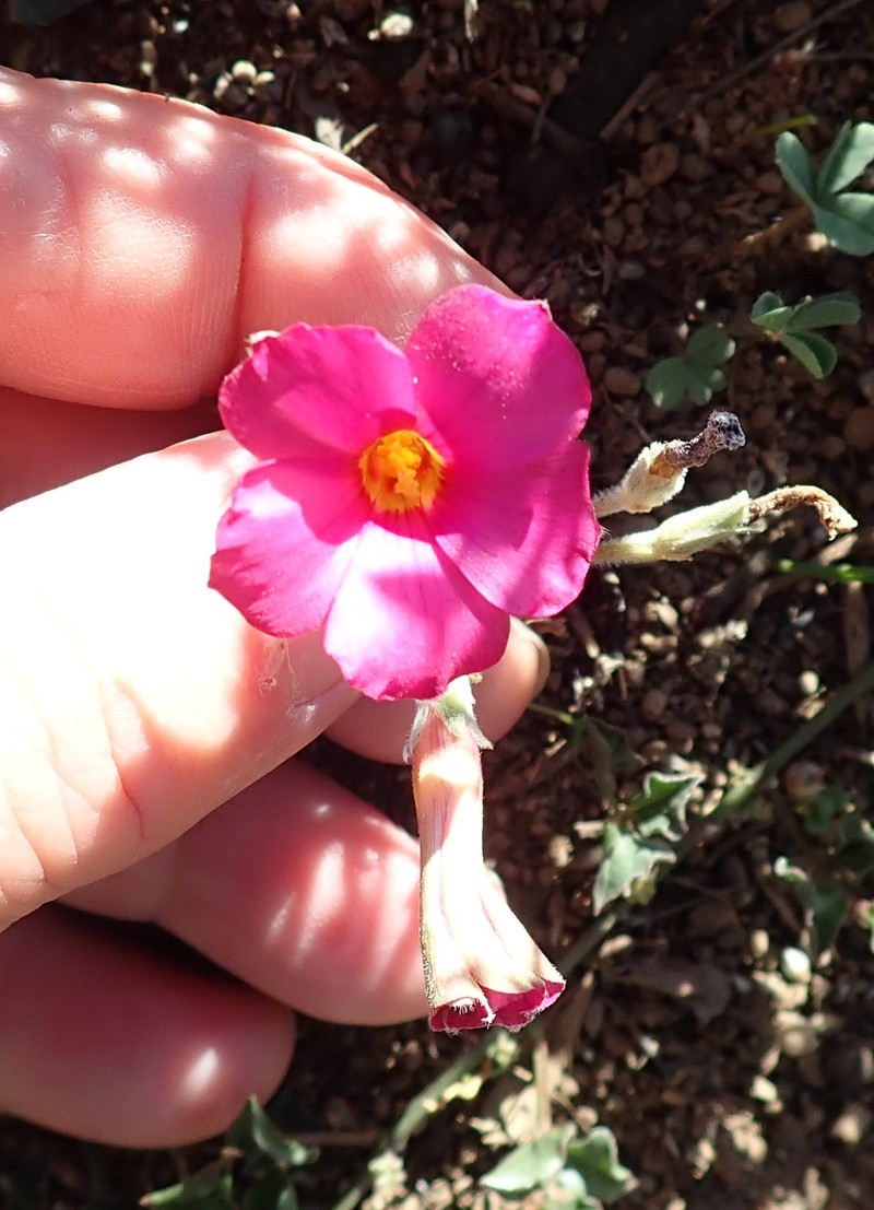 Oxalis hirta var. canescens