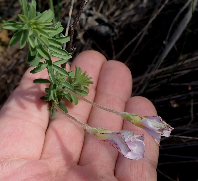 Oxalis hirta var. canescens photo 2