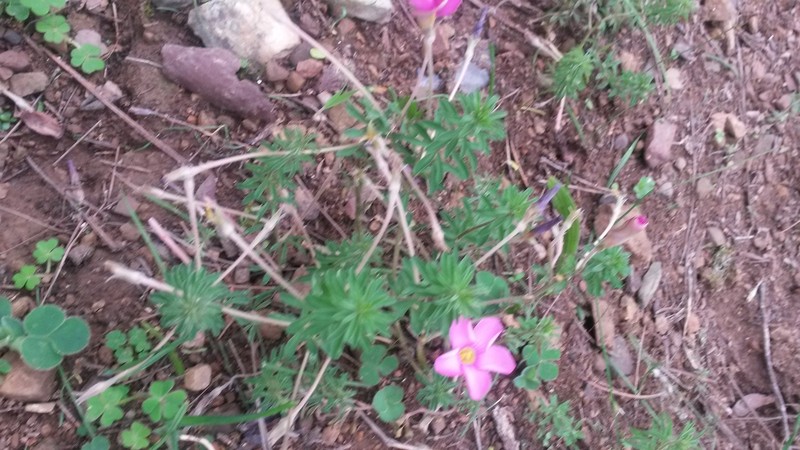 Oxalis hirta var. canescens photo 3