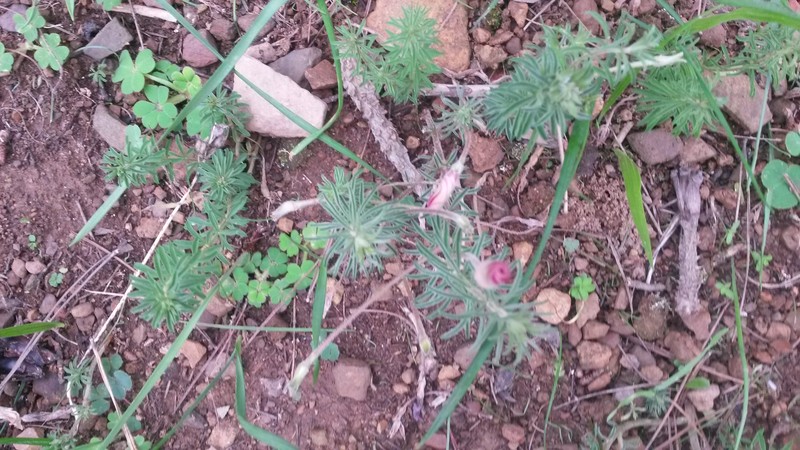 Oxalis hirta var. canescens photo 4