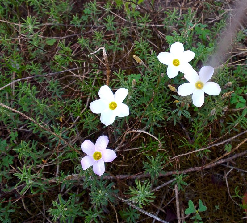 Oxalis hirta var. hirta