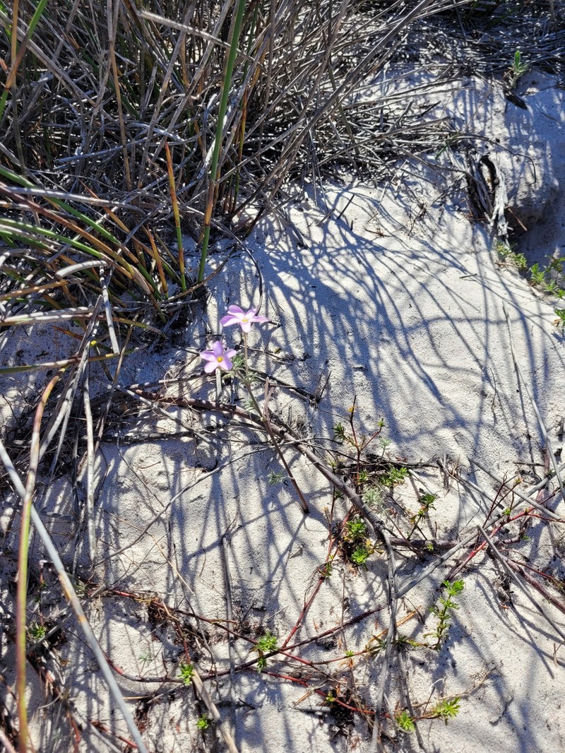 Oxalis hirta var. hirta photo 2