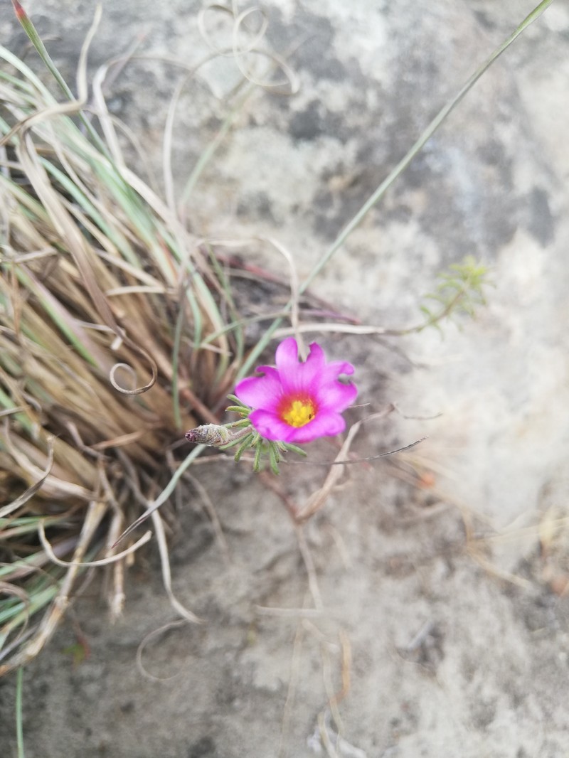 Oxalis hirta var. hirta photo 3
